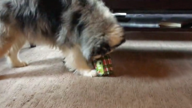 Dog Rips Open Present and Immediately Starts Playing With It