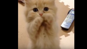 Kitten Politely Puts Paws Together When He's Hungry