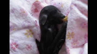 Orphaned Baby Bat Loves Being Swaddled