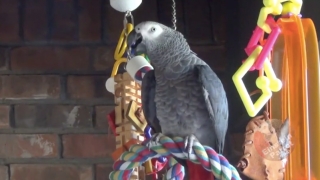 Parrot Hilariously Warns 'Bombs Away' When Pooping