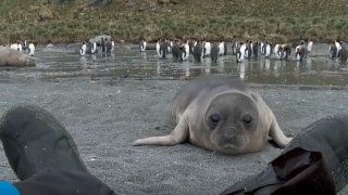 Seal Viciously Attacks Man