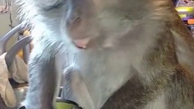 hPRHDK4J