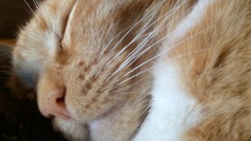 Sleepy Kitten Snores Louder Than Your Husband