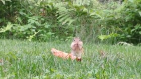 Savage Chipmunk Devours Piece of Pizza
