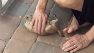 Pregnant Prairie Dog Enjoys Relaxing Belly Rub