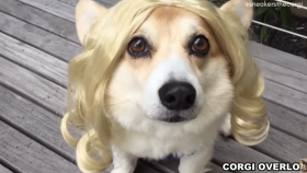 Corgi Dresses Up as Eleven From 'Stranger Things'