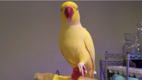 Pretty Bird Loves Eating Tomatoes