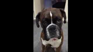 Dog Hates Bath Time – Is Suddenly 