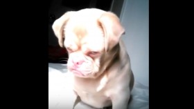 Grumpy Dog Is Ready for Nap Time