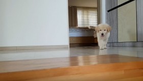 Cutest Puppy Ever Casually Lays Down on Stairs
