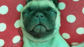 Pug Family Enjoys Much Needed Nap