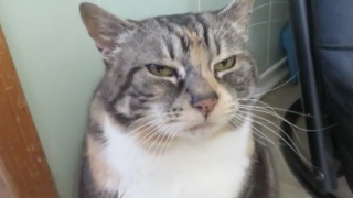 Cat Has Best Response When Getting Petted