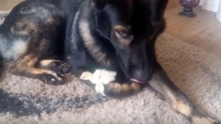 Newborn Turkey Is Kept Safe by Adorable German Shepherd