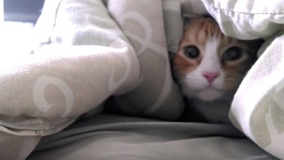 Cat Gets Hilariously Upset About Vet Visit