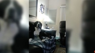 Jealous Pup Throws Hilarious Temper Tantrum
