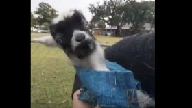 Goat Hilariously Screams at Woman