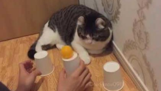 Genius Cat Can't Be Fooled By 'Cup & Ball' Game